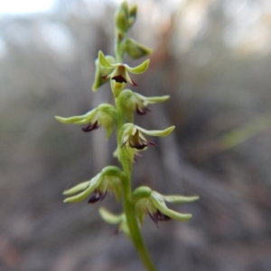 Corunastylis clivicola at Aranda, ACT - suppressed