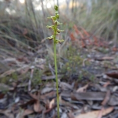 Corunastylis clivicola at Aranda, ACT - suppressed