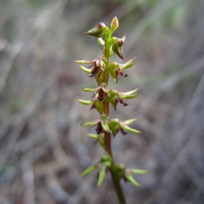 Corunastylis clivicola (Rufous midge orchid) at Mount Painter - 2 Apr 2014 by CathB