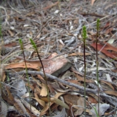 Corunastylis clivicola (Rufous midge orchid) at Cook, ACT - 12 Mar 2014 by CathB