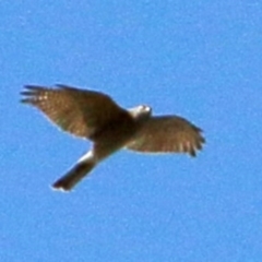 Accipiter cirrocephalus (Collared Sparrowhawk) at Macquarie, ACT - 8 Mar 2016 by NathanaelC