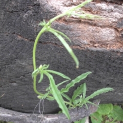 Convolvulus angustissimus subsp. angustissimus (Australian Bindweed) at Mount Ainslie - 26 Oct 2014 by SilkeSma