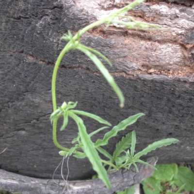 Convolvulus angustissimus subsp. angustissimus (Australian Bindweed) at Mount Ainslie - 26 Oct 2014 by SilkeSma