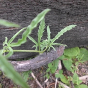 Convolvulus angustissimus subsp. angustissimus at Majura, ACT - 27 Oct 2014