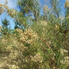 Cassinia quinquefaria (Rosemary Cassinia) at Symonston, ACT - 12 Mar 2016 by Mike