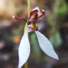 Eriochilus cucullatus (Parson's Bands) at Aranda, ACT - 11 Mar 2016 by CathB