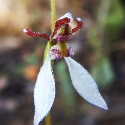 Eriochilus cucullatus (Parson's Bands) at Aranda, ACT - 12 Mar 2016 by CathB