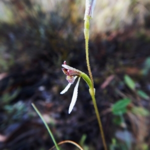 Eriochilus cucullatus at Aranda, ACT - 12 Mar 2016