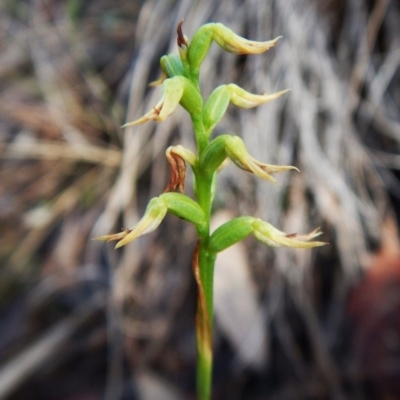 Corunastylis cornuta (Horned Midge Orchid) at Aranda Bushland - 11 Mar 2016 by CathB
