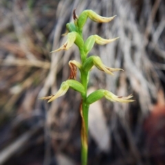 Corunastylis cornuta (Horned Midge Orchid) at Aranda, ACT - 11 Mar 2016 by CathB