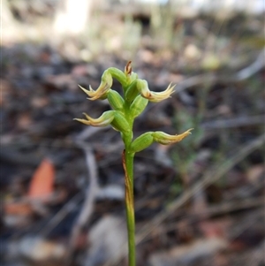 Corunastylis cornuta at Point 49 - suppressed