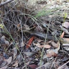 Corunastylis cornuta at Point 49 - suppressed