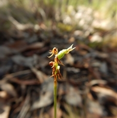 Corunastylis cornuta at Point 49 - suppressed