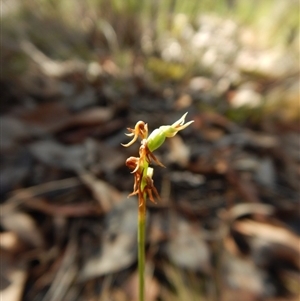 Corunastylis cornuta at Point 49 - suppressed