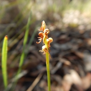 Corunastylis cornuta at Point 49 - suppressed