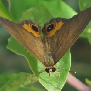 Hypocysta metirius at Surf Beach, NSW - 7 Mar 2016