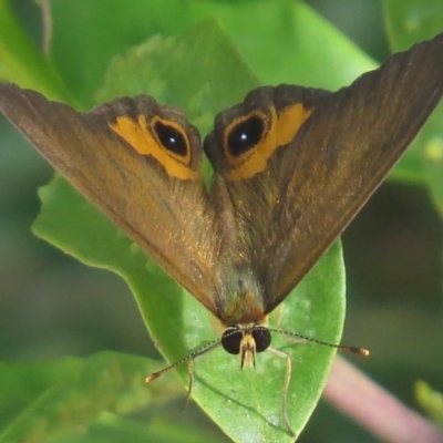 Hypocysta metirius (Brown Ringlet) at Surf Beach, NSW - 7 Mar 2016 by JohnBundock