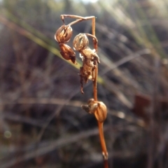 Caleana minor (Small Duck Orchid) at Aranda Bushland - 11 Mar 2016 by CathB