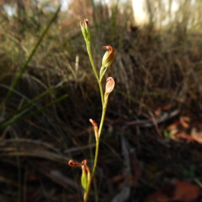 Speculantha rubescens (Blushing Tiny Greenhood) at Aranda Bushland - 11 Mar 2016 by CathB