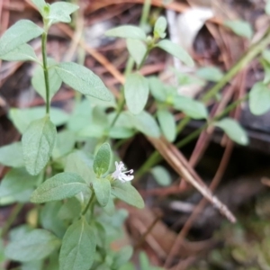 Mentha diemenica at Isaacs, ACT - 12 Mar 2016 02:59 AM