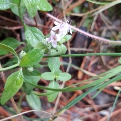 Mentha diemenica at Isaacs, ACT - 12 Mar 2016 02:59 AM