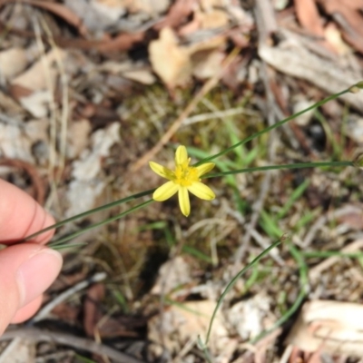 Tricoryne elatior (Yellow Rush Lily) at Mulligans Flat - 6 Mar 2016 by RyuCallaway