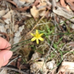 Tricoryne elatior (Yellow Rush Lily) at Gungahlin, ACT - 6 Mar 2016 by RyuCallaway