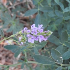 Medicago sativa (Lucerne, Alfalfa) at Fadden, ACT - 6 Mar 2016 by RyuCallaway