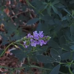 Medicago sativa at Fadden, ACT - 6 Mar 2016