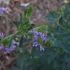 Medicago sativa at Fadden, ACT - 6 Mar 2016