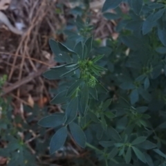 Medicago sativa at Fadden, ACT - 6 Mar 2016 07:26 PM