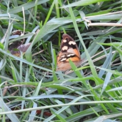 Heteronympha merope (Common Brown Butterfly) at Fadden, ACT - 9 Mar 2016 by RyuCallaway