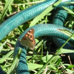 Junonia villida (Meadow Argus) at Fadden, ACT - 9 Mar 2016 by ArcherCallaway