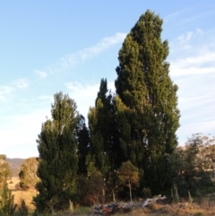 Populus nigra (Lombardy Poplar) at Point Hut to Tharwa - 31 Dec 2015 by michaelb