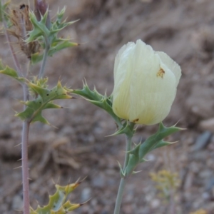 Argemone ochroleuca subsp. ochroleuca at Paddys River, ACT - 31 Dec 2015 08:40 PM