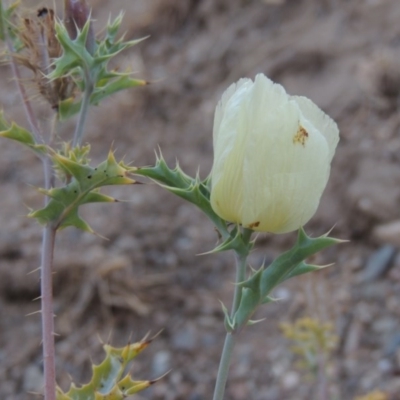 Argemone ochroleuca subsp. ochroleuca (Mexican Poppy, Prickly Poppy) at Paddys River, ACT - 31 Dec 2015 by MichaelBedingfield