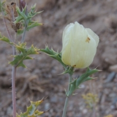 Argemone ochroleuca subsp. ochroleuca (Mexican Poppy, Prickly Poppy) at Point Hut to Tharwa - 31 Dec 2015 by michaelb