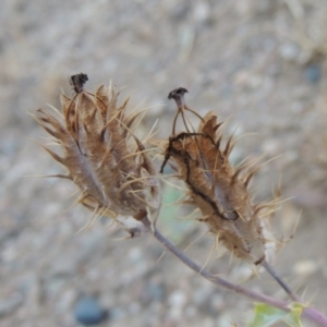 Argemone ochroleuca subsp. ochroleuca at Paddys River, ACT - 31 Dec 2015 08:40 PM