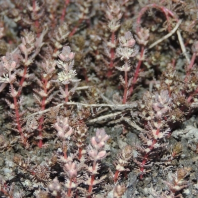 Myriophyllum verrucosum (Red Water-milfoil) at Point Hut to Tharwa - 31 Dec 2015 by michaelb