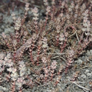 Myriophyllum verrucosum at Paddys River, ACT - 31 Dec 2015