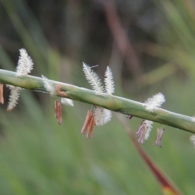 Hemarthria uncinata (Matgrass) at Greenway, ACT - 3 Jan 2016 by michaelb