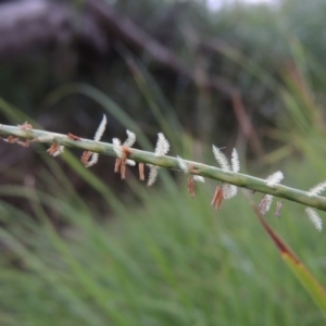 Hemarthria uncinata at Greenway, ACT - 3 Jan 2016