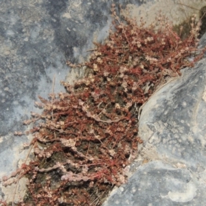 Myriophyllum verrucosum at Greenway, ACT - 3 Jan 2016