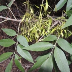 Fraxinus angustifolia (Desert Ash) at Greenway, ACT - 3 Jan 2016 by MichaelBedingfield