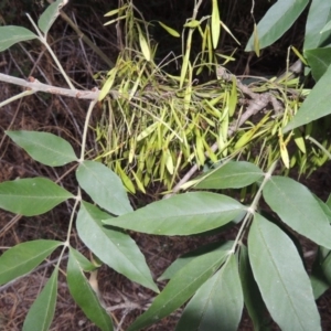 Fraxinus angustifolia at Greenway, ACT - 3 Jan 2016