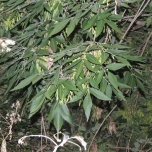 Fraxinus angustifolia at Greenway, ACT - 3 Jan 2016