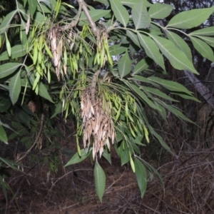 Fraxinus angustifolia at Greenway, ACT - 3 Jan 2016