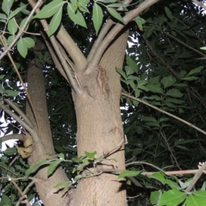 Fraxinus angustifolia at Greenway, ACT - 3 Jan 2016