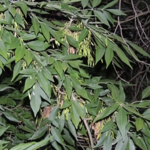 Fraxinus angustifolia at Greenway, ACT - 3 Jan 2016