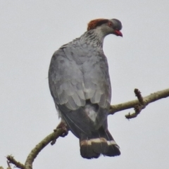 Lopholaimus antarcticus (Topknot Pigeon) at Kioloa, NSW - 10 Mar 2016 by JohnBundock